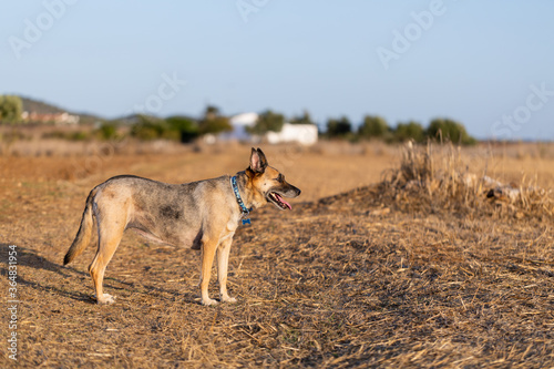 Portrait of beautiful German Sheppard dog, view © Diogo Oliveira