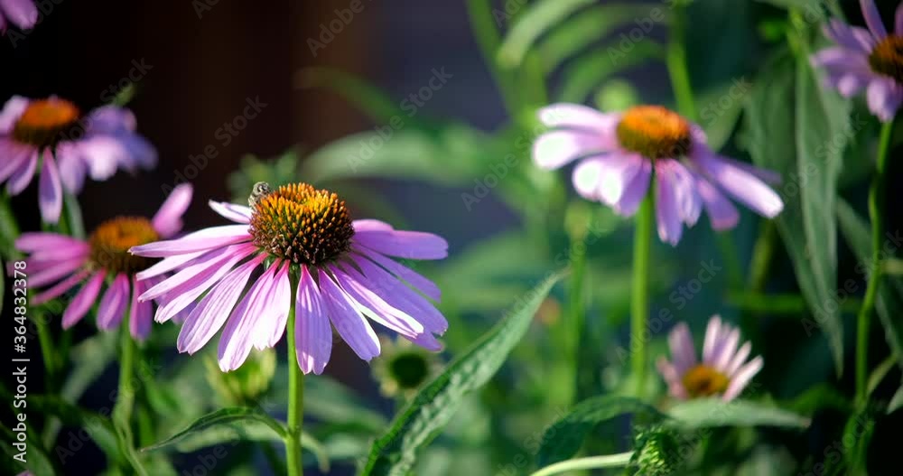 White chamomile flower sways in wind. Big daisy camomile. Wildflowers in green meadow field. Nature, Slow motion, selective focus White chamomile flower sways in wind. Big daisy camomile. Wildflowers in green meadow field. Nature, Slow motion, selective focus