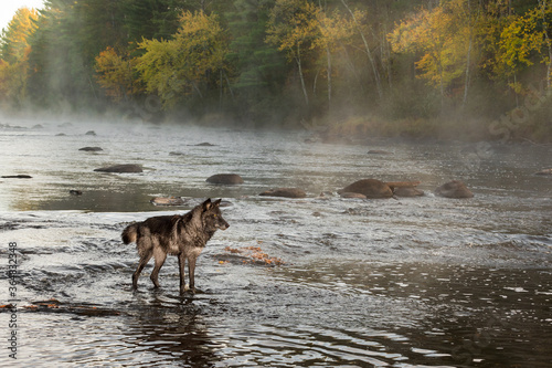 Black Phase Grey Wolf (Canis lupus) Stands in Misty Autumn River Looking Right