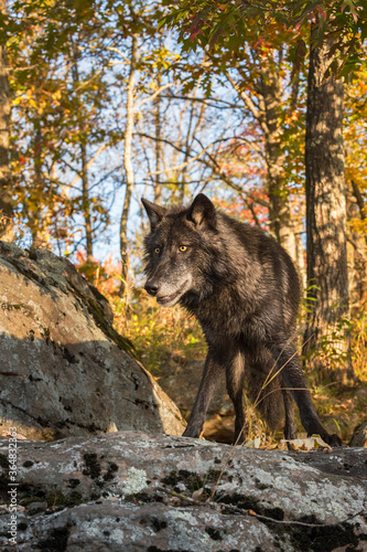 Black Phase Grey Wolf  Canis lupus  Stands Atop Rocks in Autumn Woods
