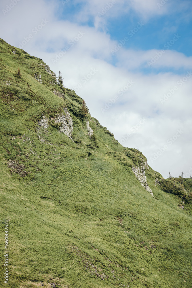 Fototapeta premium A herd of sheep standing on top of a lush green hillside