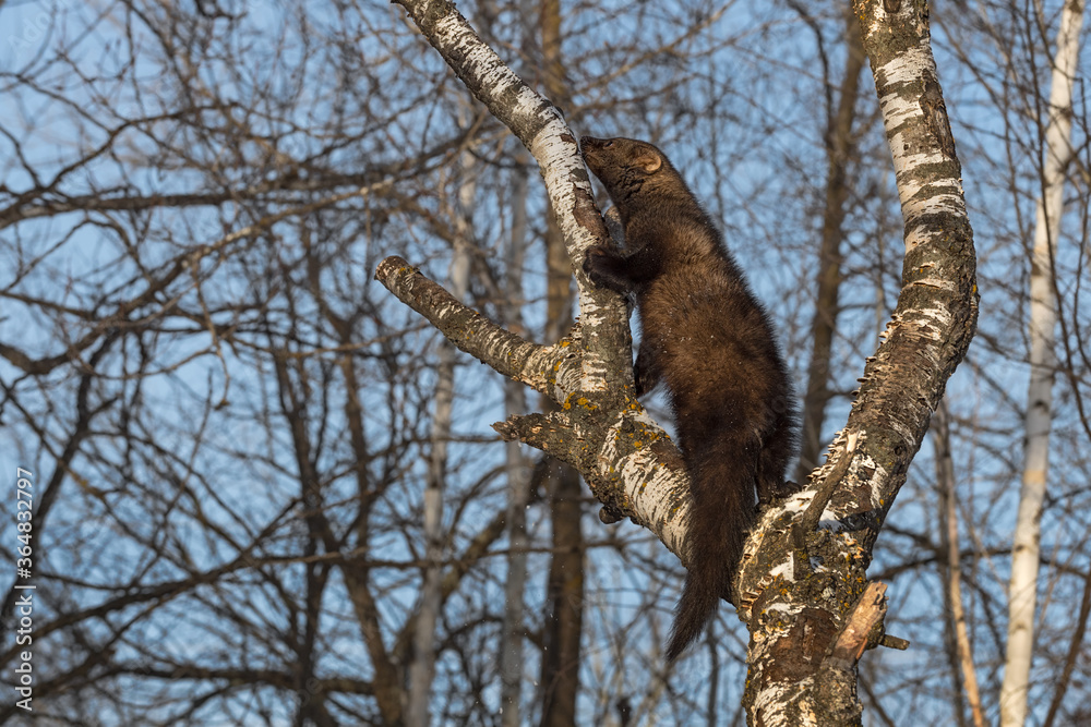 Fisher (Martes pennanti) Looks Up Branch to Climb Winter