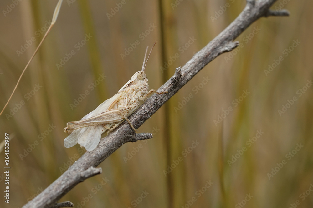 Nahansicht eines Grashüpfers