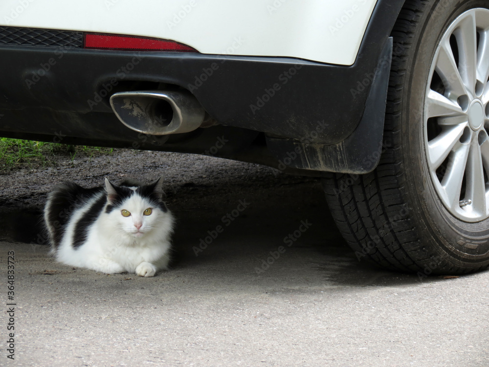 A black and white cat with yellow eyes lies under a white car A black and white cat with yellow eyes lies under a white car