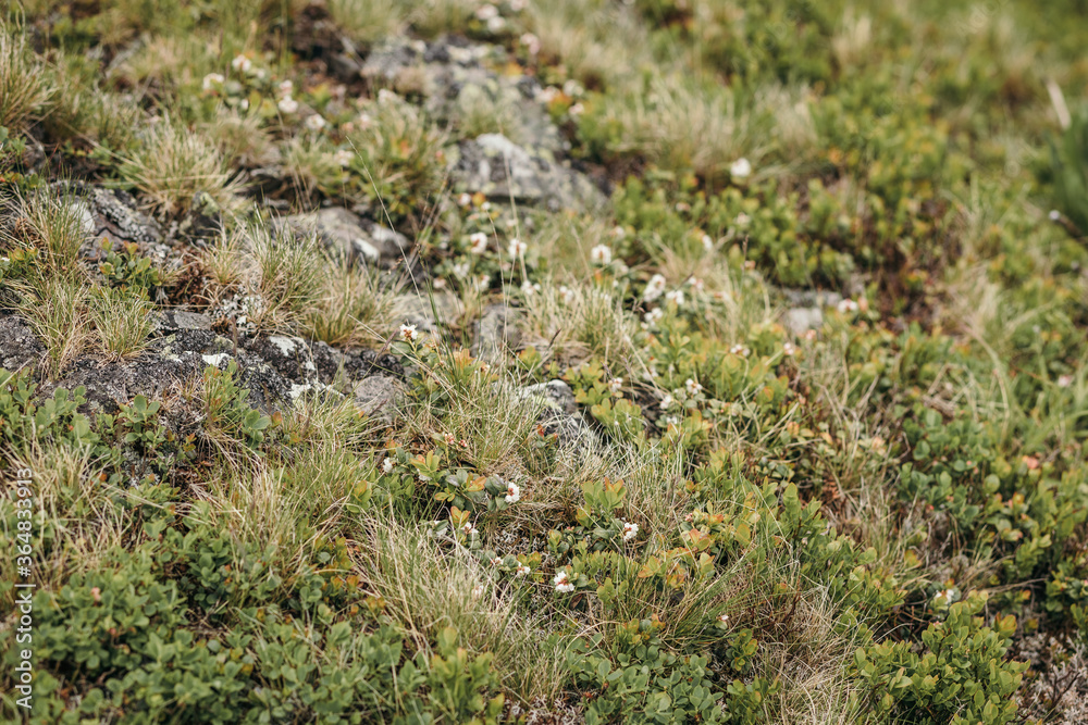 A bird sitting on top of a grass covered field A bird sitting on top of a grass covered field