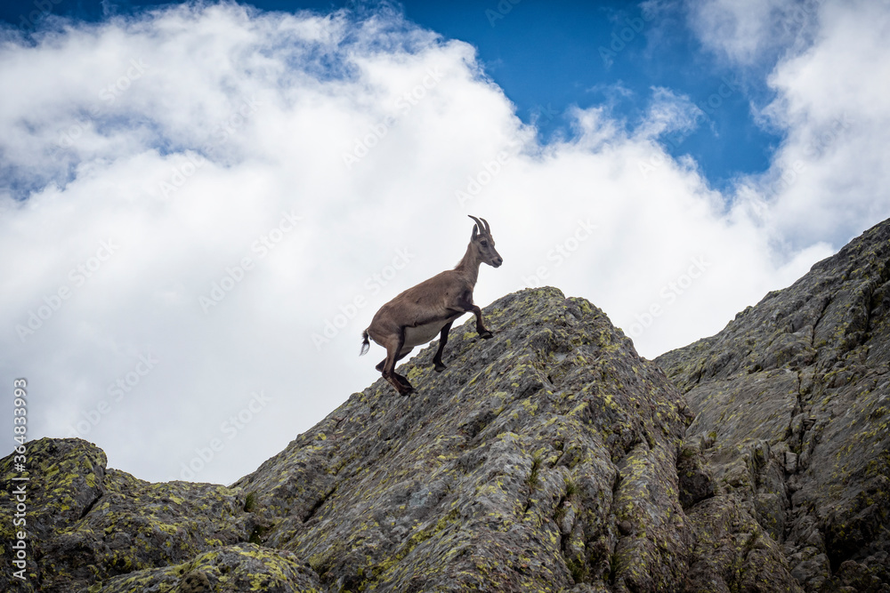 Ibex in the italian alps of Val Gerola Ibex in the italian alps of Val Gerola
