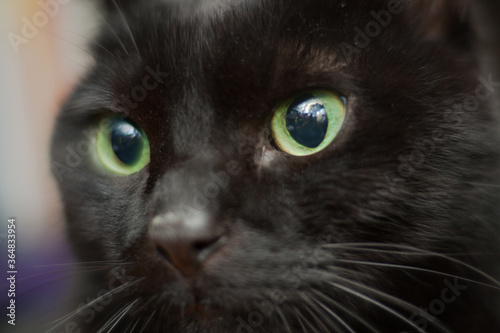 Plakat 黒猫 顔 アップ