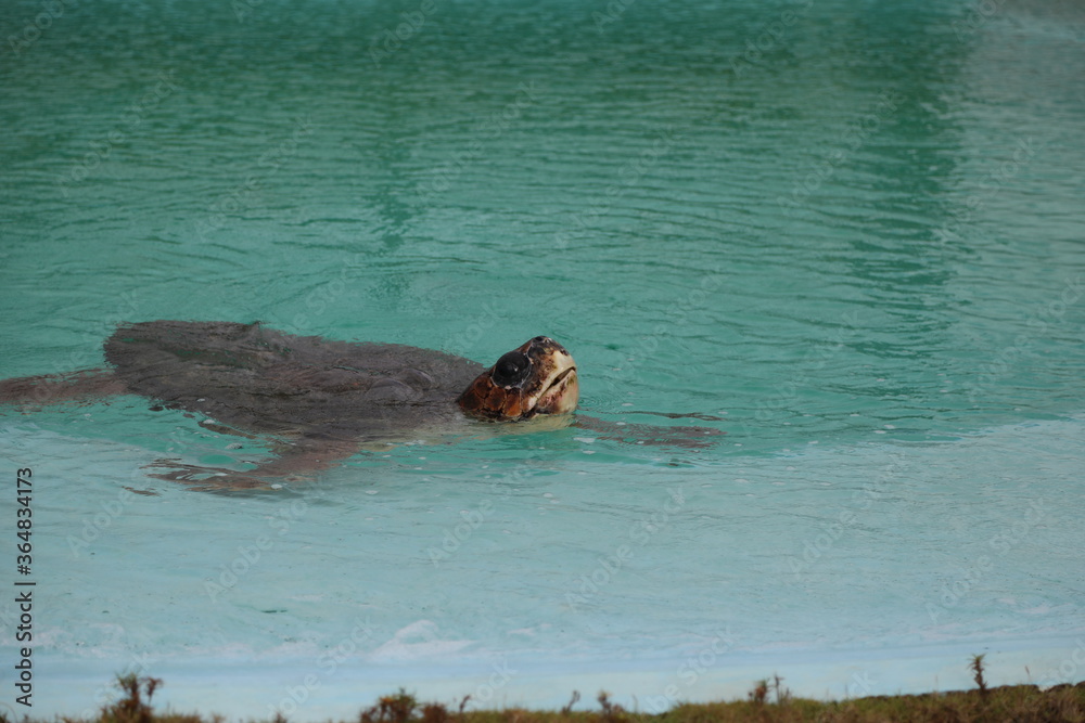 Fototapeta premium landscape, nature, Wallpaper, full moon, travels