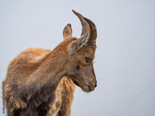 Ibex in the italian alps of Val Gerola photo