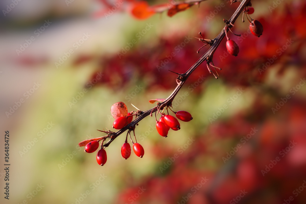 Rote Beeren Rote Beeren