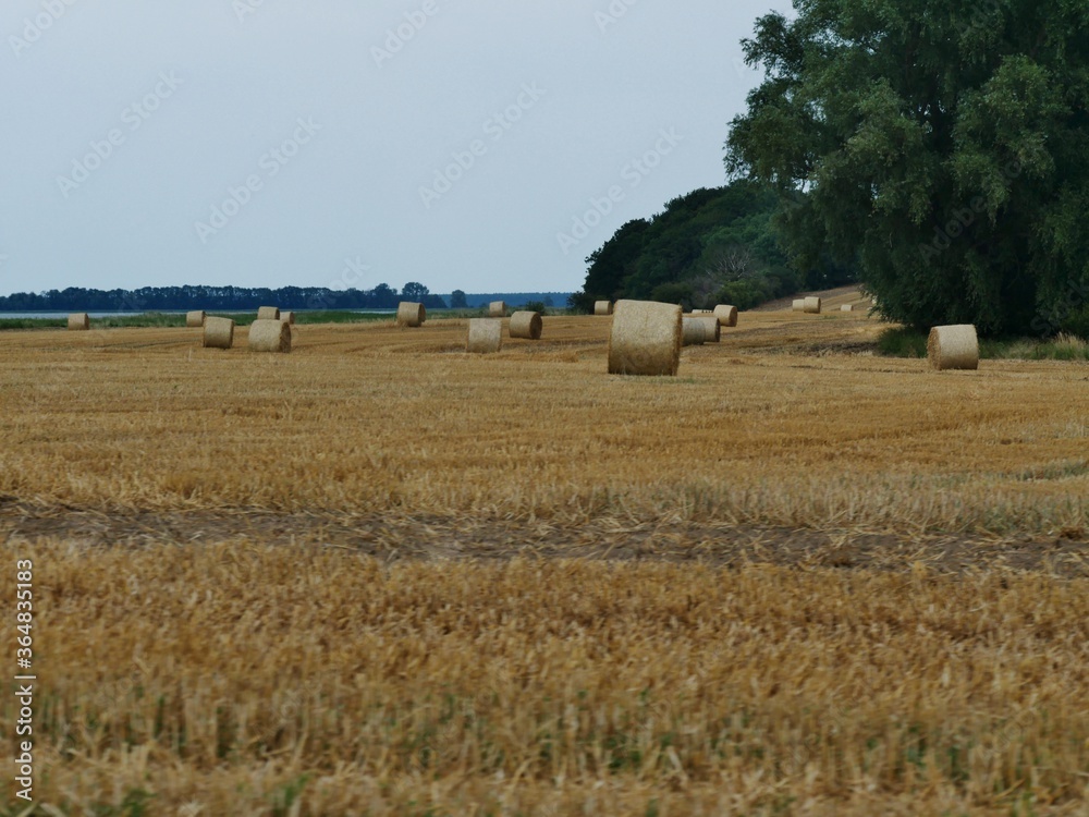 Fototapeta premium Heuernte auf dem Feld
