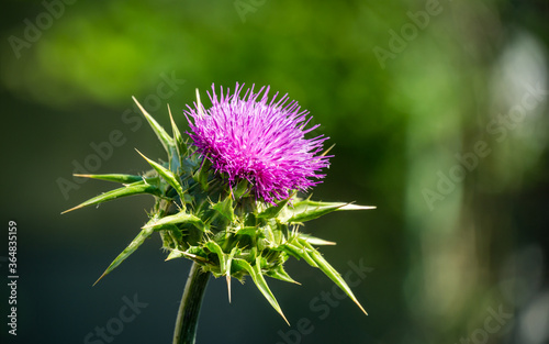 Canvas Print Pink flowering thistle Cardus marianus or Saint Mary's thistle (Silybum marianum)on background of blurred greens