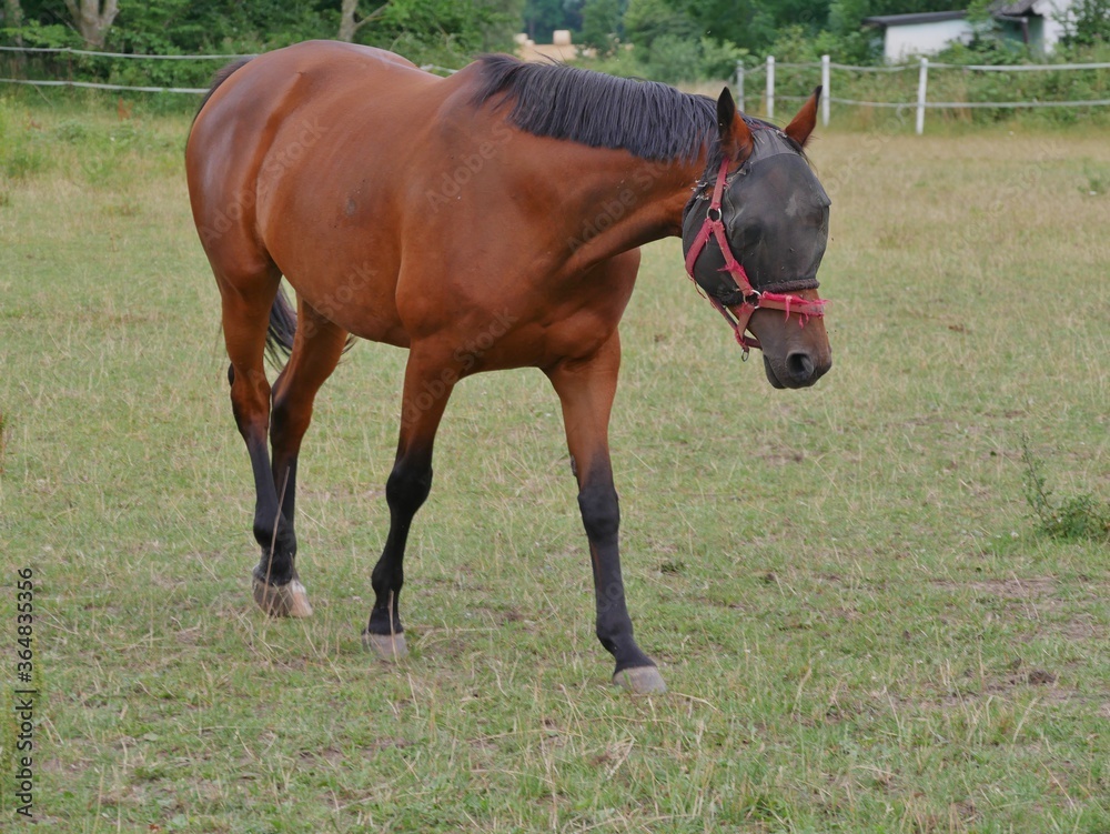 Trakehnerpferd