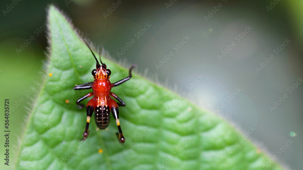 Fototapeta premium Photo macro of a cute red and black colorful locust on a leaf. Small and fragile insect with long antennas and powerful legs in the Thai tropical rainforest.