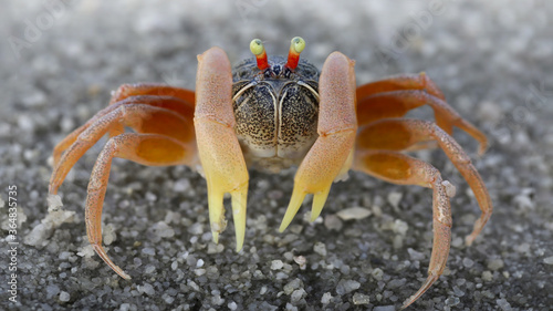 Φωτογραφία cute spider crab on the sand, on the beach of Koh Phayam island in Thailand, this tiny crustacean has eight legs, two claws and two telescopic eyes