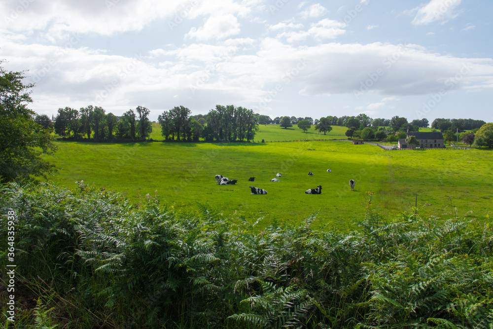 Fototapeta premium Beautiful countryside with black and white cows resting on the grass. Sunny summer day. Long shot