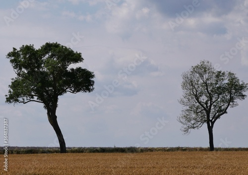 Zwei Bäume in der Landschaft vor Himmel