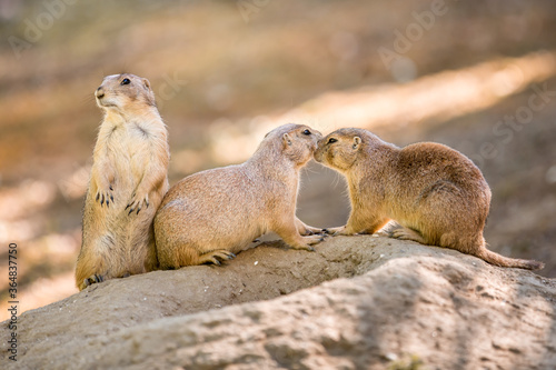 Prairie Dogs.Two Prairie Dogs cuddling and kissing each other. Prairie Dogs in Love.Close up