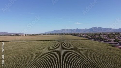 Aerial view of farm crop field over Phoenix,Az,USA