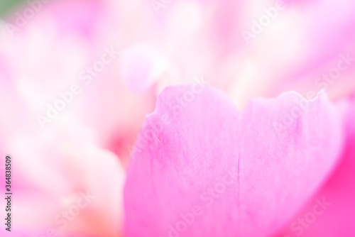 Abstract pink flowers background. Close up image of pink peony petals. Macro of petals texture. Soft focus dreamy image. Beauty concept. Banner with copy space. Invitation, greeting card.