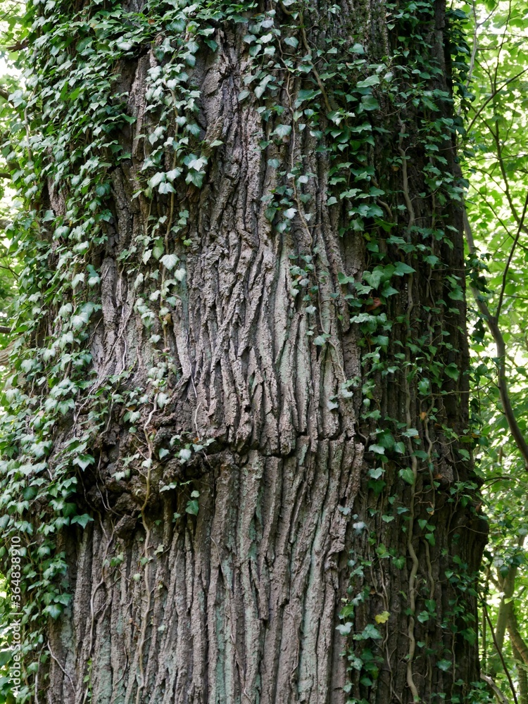 Efeu rankt an uralter Eiche