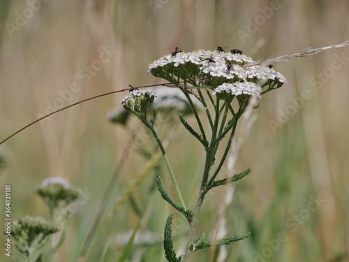 Schafsgabe im Feld photo