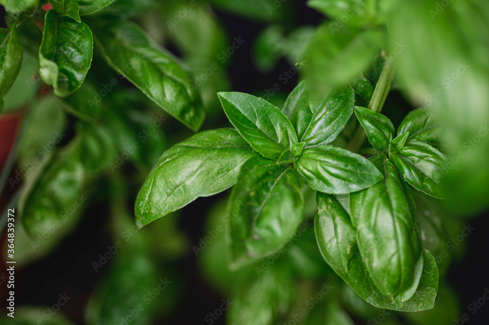Basil Basil