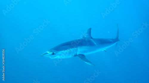 mako shark © ramon castellanos