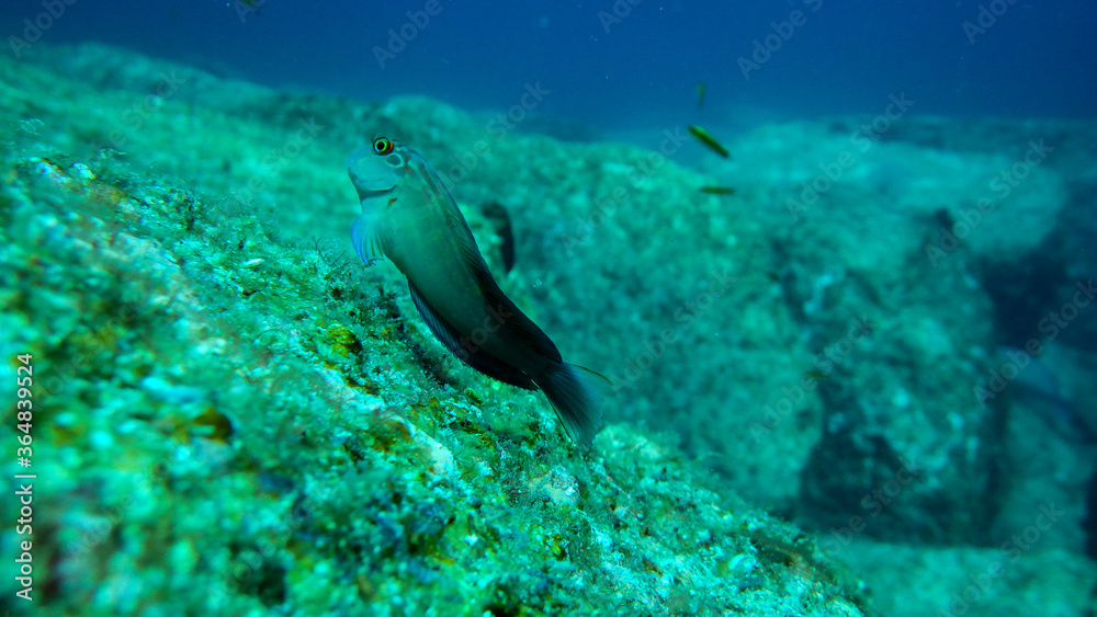 blenny