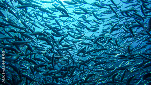 school of sardines 1