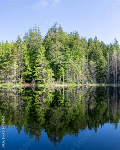 beautiful small White lake surraunded by tall forest in british columbia Canada.