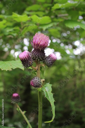 closeup of purple thistle flower 
