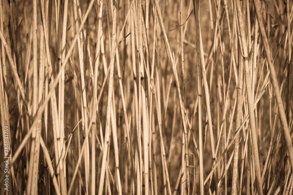 Cattail straw grass background. Fall texture close up. Cattail straw grass background. Fall texture close up.
