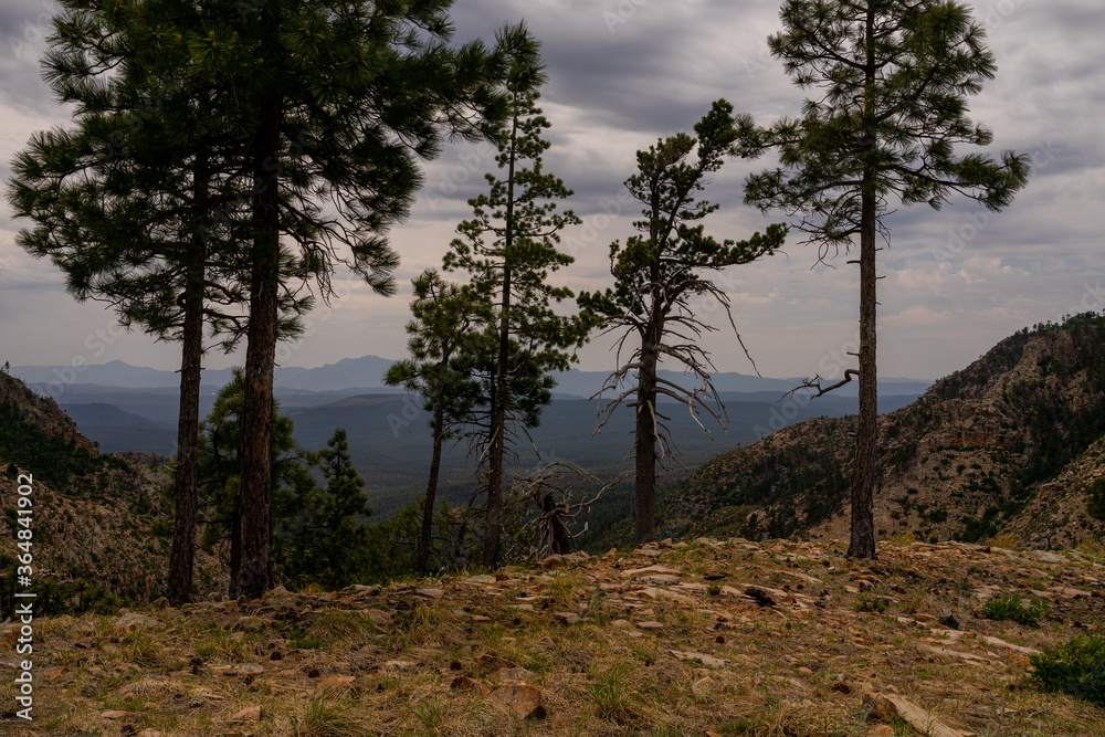This is a view of the valley below, from FR 300 in the Mogollon Rim, I am standing on the grassy edge of the Rim with trees close to the edge. - obrazy, fototapety, plakaty 