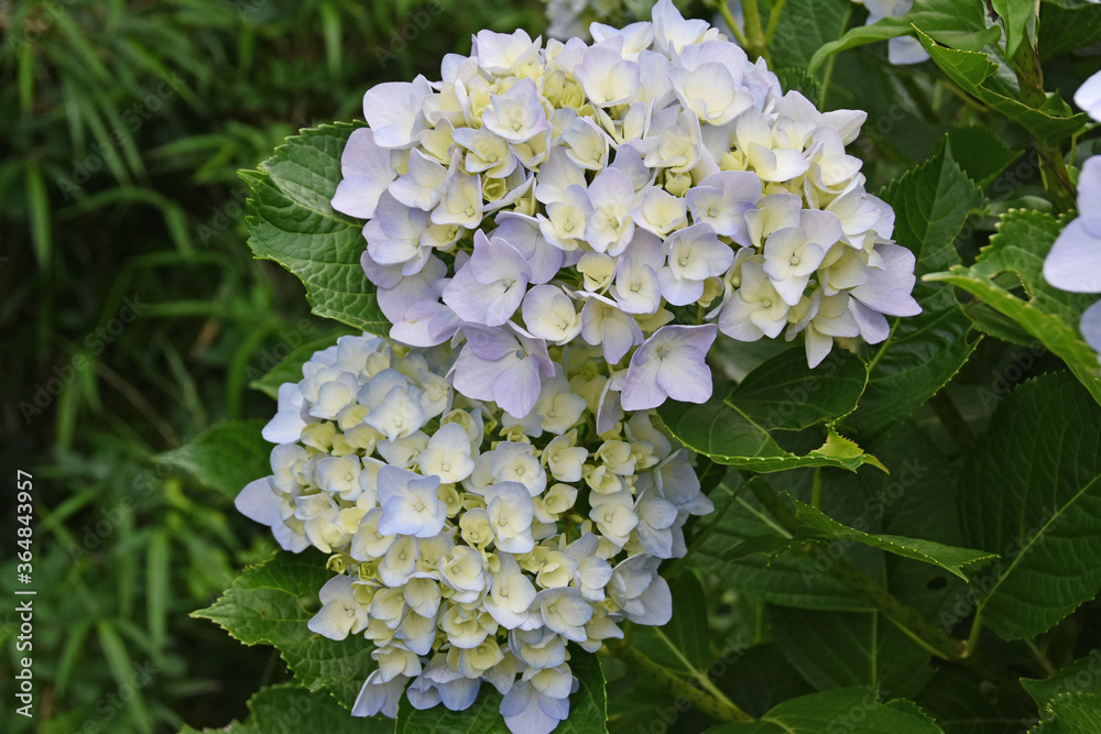 アジサイの花 アジサイの花