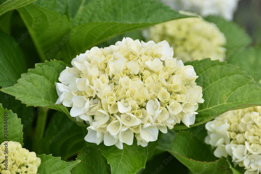 アジサイの花 アジサイの花