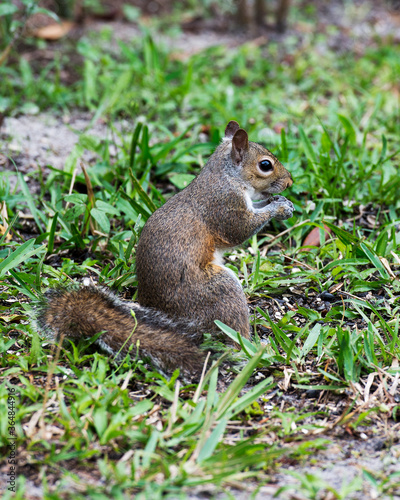 Squirrel Animal Stock Photos.  Squirrel sitting in the field on green grass displaying brown fur, body, head, ears, eye, paws, bushy tail, and eating in its habitat and environment. ©  Aline
