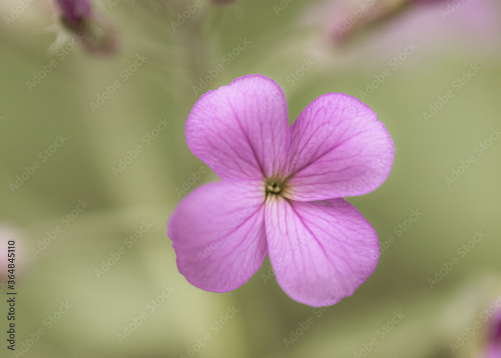 close up of pink flowers close up of pink flowers