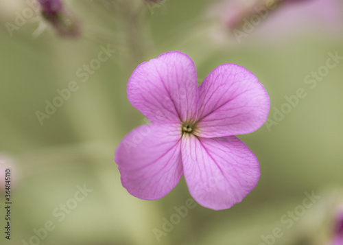 Fototapeta Naklejka Na Ścianę i Meble -  close up of pink flowers