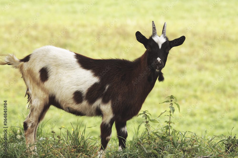 Goat animal outdoor portrait close up. Goat animal outdoor portrait close up.