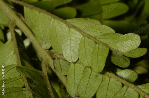 Green leaves textures in macro