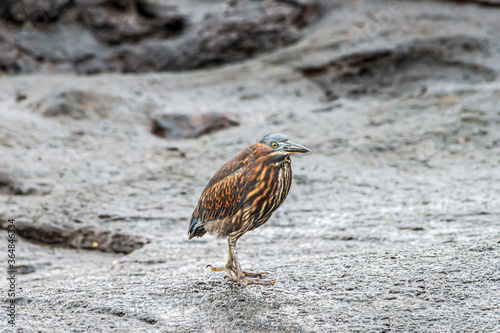 Canvas Print Striated Heron Butorides striata Santiago Island James Bay Galapagos