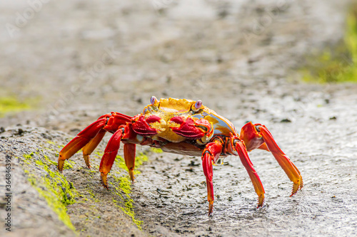 Sally lightfoot crab Graspus graspus Santiago Island Galapagos Islands