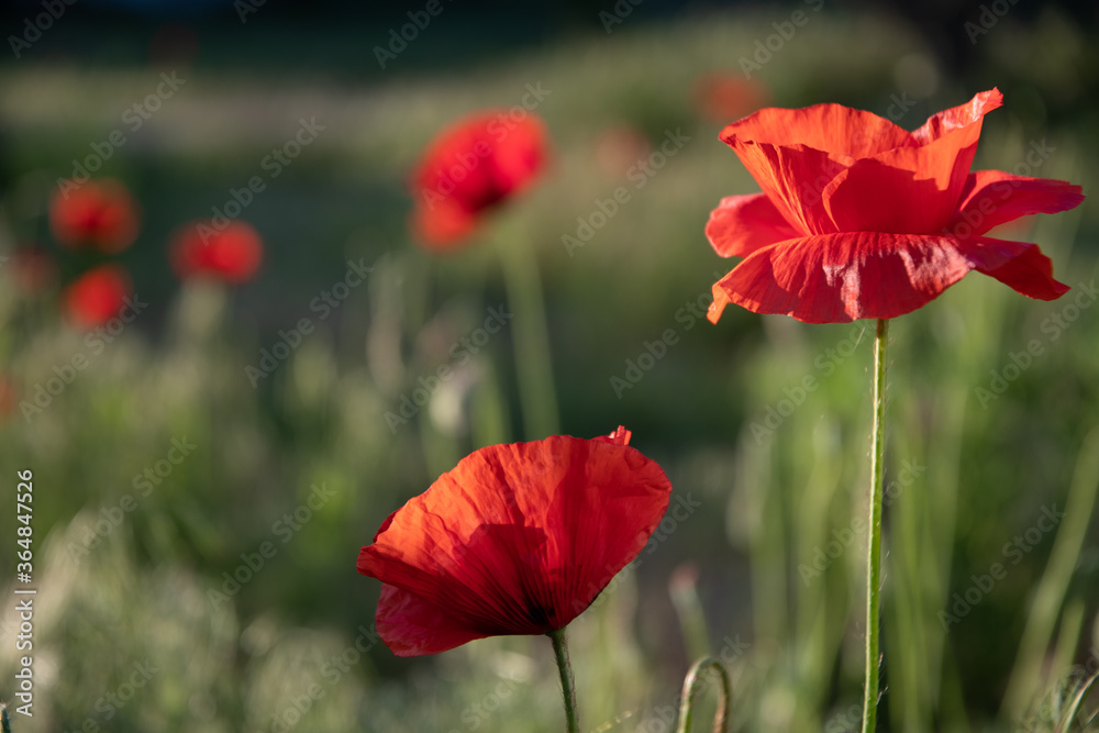 Field poppy in the morning light on a summer day in the park. Field poppy in the morning light on a summer day in the park.