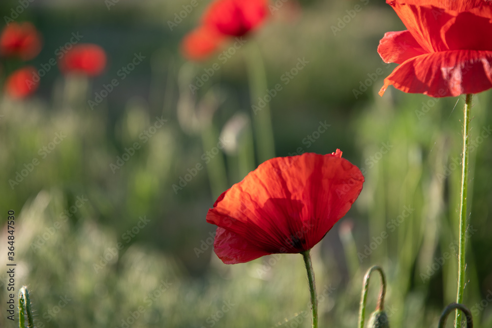 Field poppy in the morning light on a summer day in the park. Field poppy in the morning light on a summer day in the park.