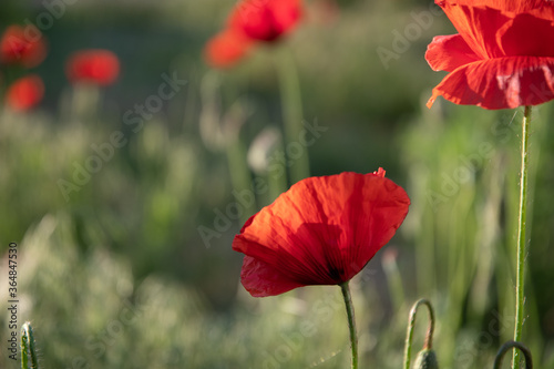 Field poppy in the morning light on a summer day in the park.