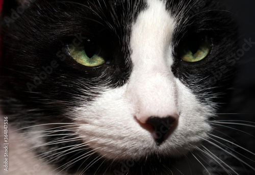 Close up of tuxedo cat