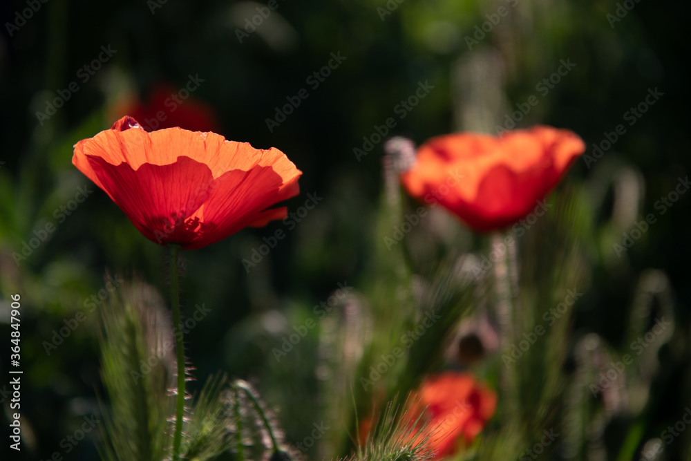 Fototapeta premium Field poppy in the morning light on a summer day in the park.