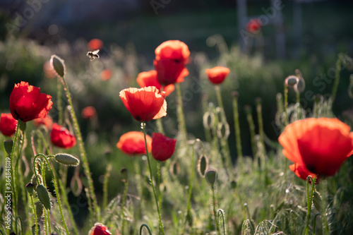 Poppies in the garden at dawn in the sunlight.