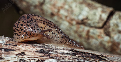 close up of a snail